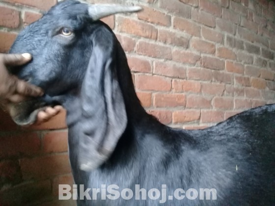 Goat(খাসি,রামছাগল)